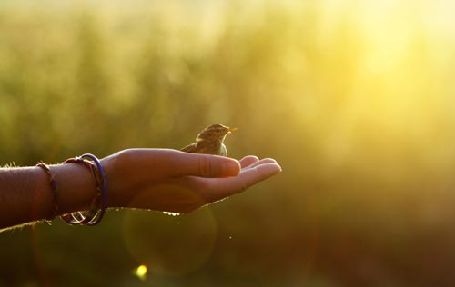 A bird in a hand